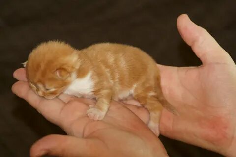 Самое маленькое кошачье