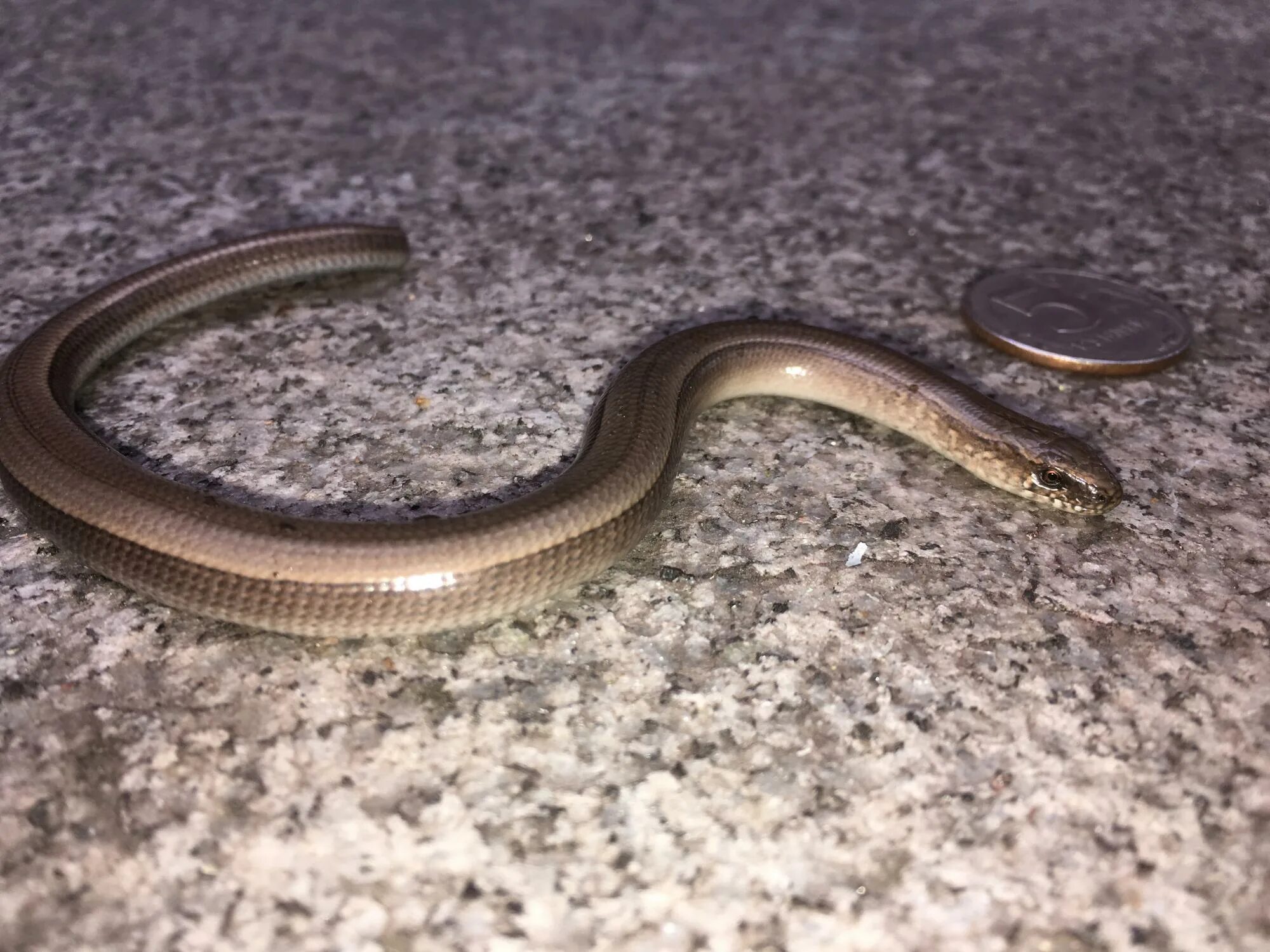 ящерица без лап. ящерица без лап. крымский желтопузик ящерица. ящерица похожая на змею без лап. желтобрюхий трехпалый сцинк.