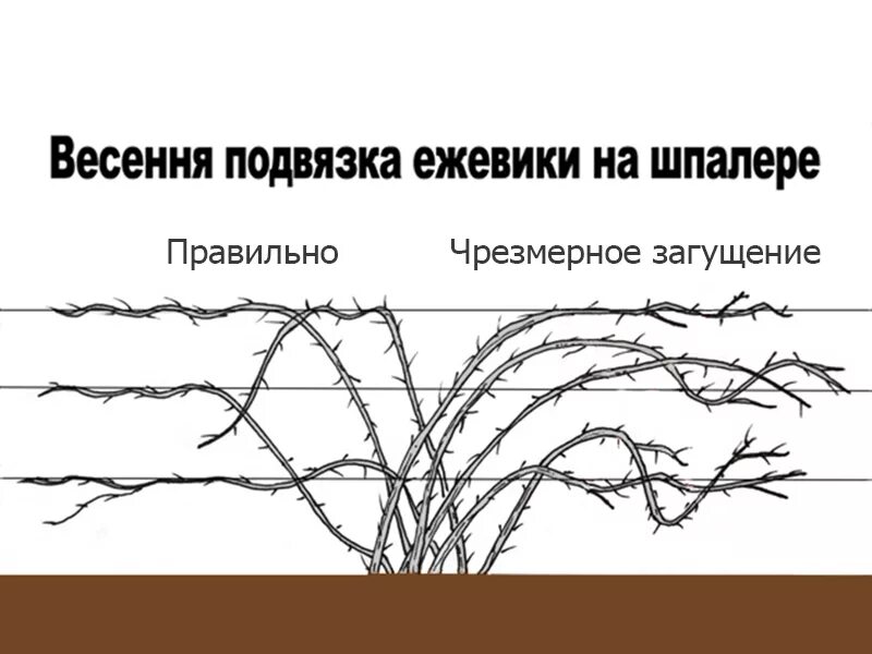 Схема посадки ежевики садовой. Схема формирования куста ежевики. Схема обрезки ежевики. Ежевика Торнфри подвязка. Как ухаживать за ежевикой весной