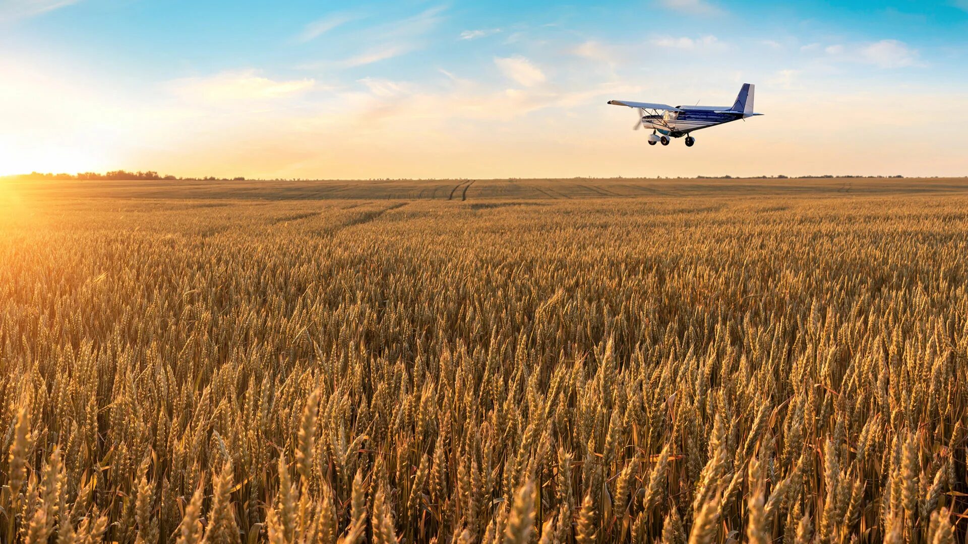 Последовательность над полем. Самолет над полем. Кукурузник в поле. Поля вид с самолета. Кукурузник над полем.