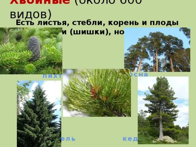 Туя смарагд укоренить черенки. Ель корневая система. Сеянцы сосны зкс на 1м2. Хвойные растения корень. Туя ползучая.