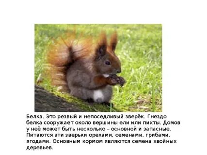 Обида это зверек диктант