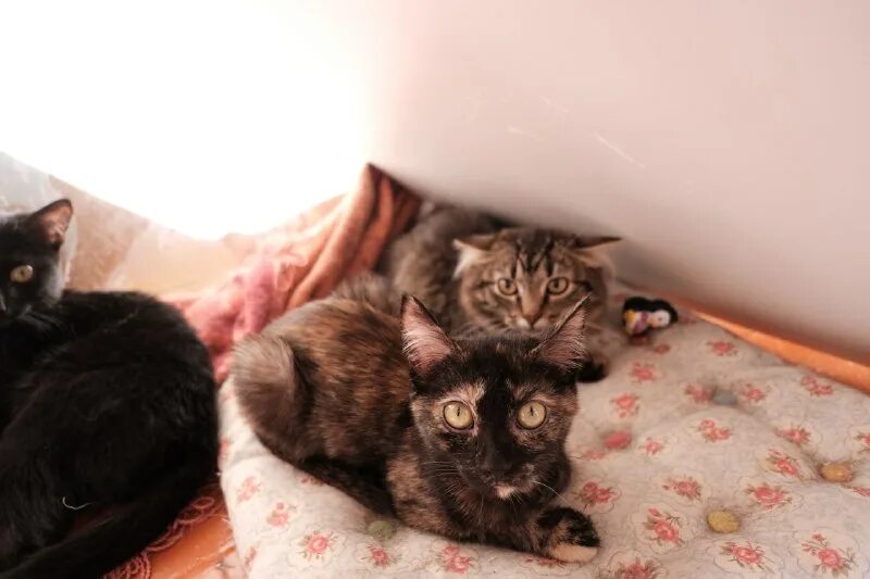 Кошкин дом надпись. Кошкин дом ревда. Уличный домик для кота. Кошкин дом ревда. Кошкин дом картинки.