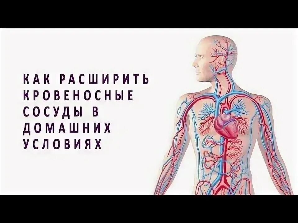 Расширение сосудов в домашних условиях. Расширение сосудов в организме