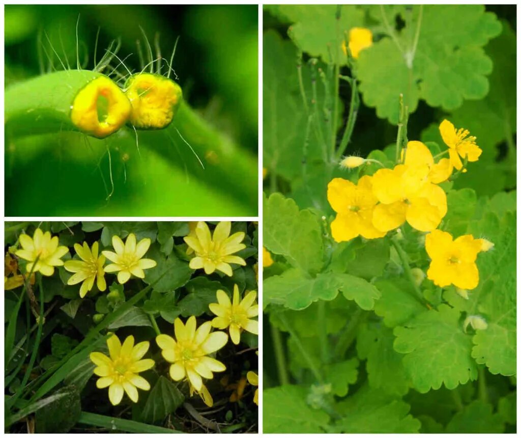 Чистотел Луговой. Жёлтые цветы чистотел. Chelidonium majus. Млечники чистотела.