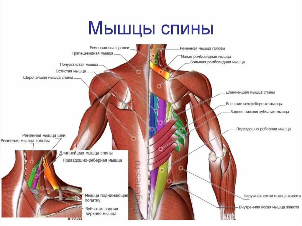 Части поясницы