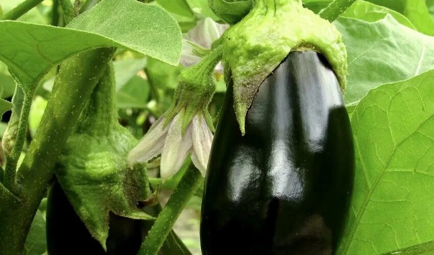Баклажаны формирование куста. Формировка баклажанов в теплице. спелый баклажан. баклажан растение. баклажаны на грядке.