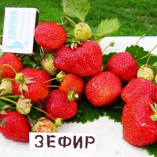 Клубника мисс вселенная описание