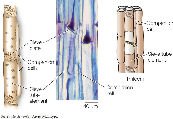 Проводящие ткани ксилема и флоэма. Xylem and phloem. ксилема и флоэма. xylem structure. строение ксилемы и флоэмы.
