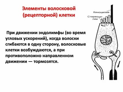 Рецепторы волосковых клеток