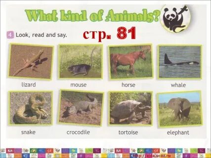 Clever animals