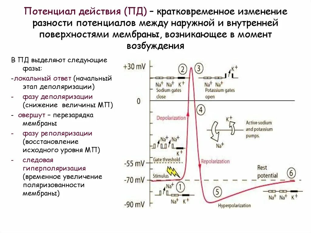 Распространение пд. Фазы потенциала действия физиология график. Схема потенциала действия фазы. Механизм образования потенциала действия. Фазы потенциала действия таблица.