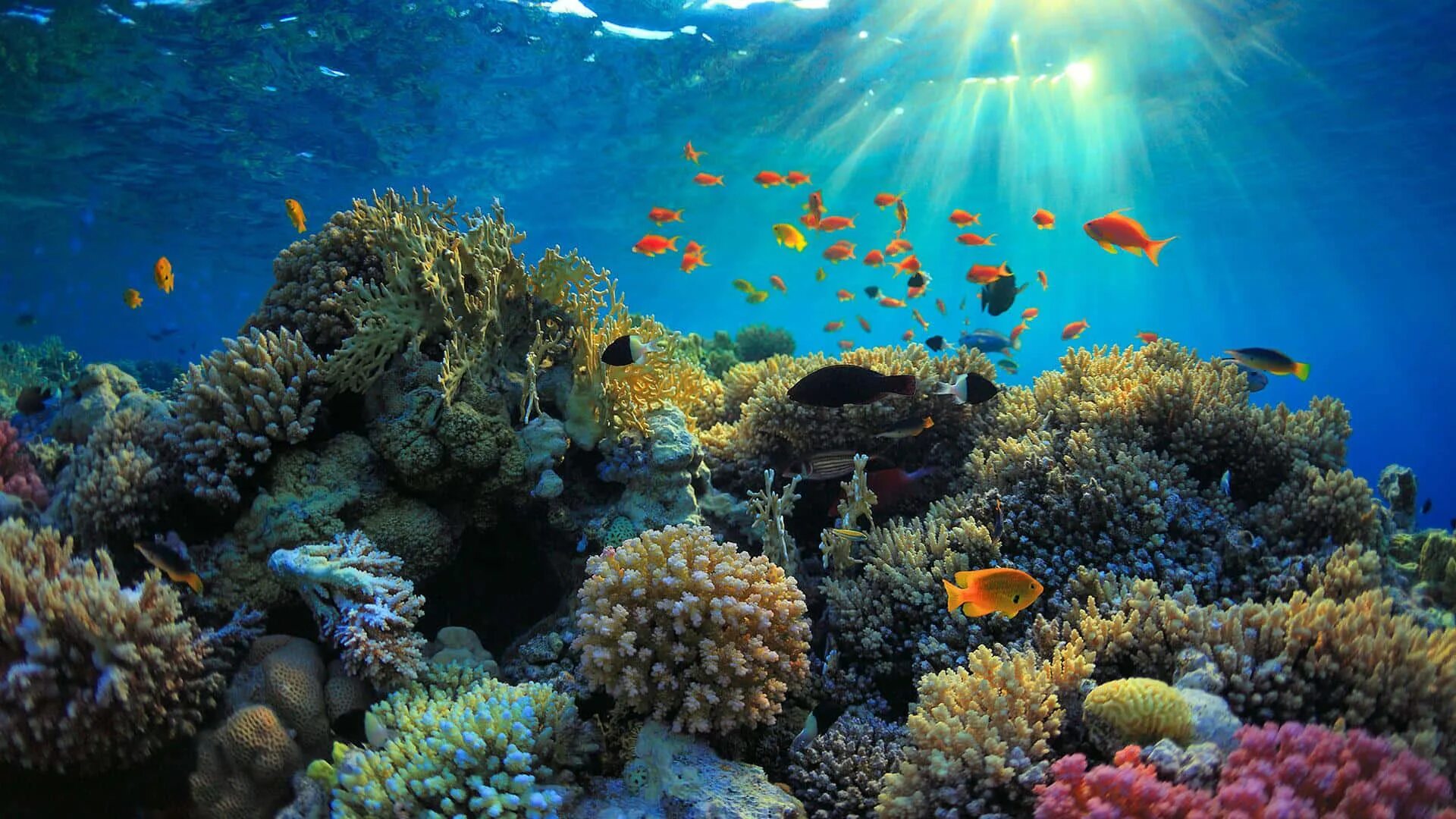 Coral reef s. Риф Туббатаха Филиппины. Большой Барьерный риф биоценоз. Хиккадува коралловый риф. Большой Барьерный риф в коралловом море.