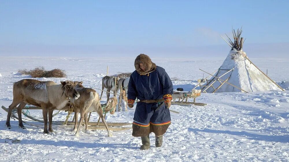 Почему ненцы. Ненцы в тундре. Чум ненцев в тундре. Оленеводство в тундре.