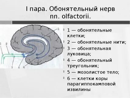 Рецепторы обонятельного нерва