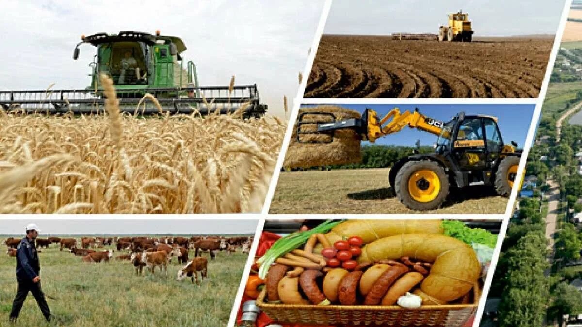 Сельское хозяйство. Промышленность и сельское хозяйство. Сельскохозяйственные культуры. Сельскохозяйственная промышленность.