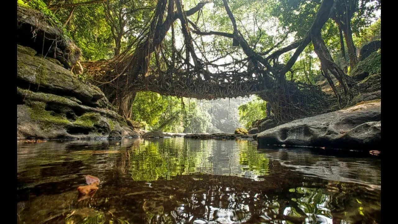 Где находится самое влажное место на земле. Штат Мегхалая в Индии. Живой корневой мост, Мегхалая, Индия. Живые мосты Черрапунджи. Живой корневой мост (Черапунджи, Индия).
