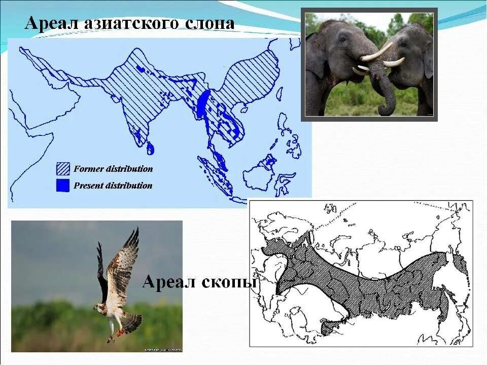 Виды ареалов животных