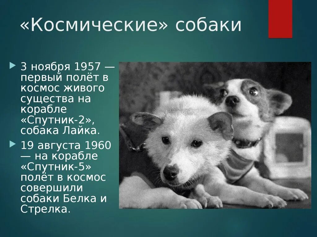 Кто первый полетел в космос животные. Собака космонавт лайка 1957 год. Первые собаки в космосе. Первая собака полетевшая в космос. Белка и стрелка первые собаки в космосе.
