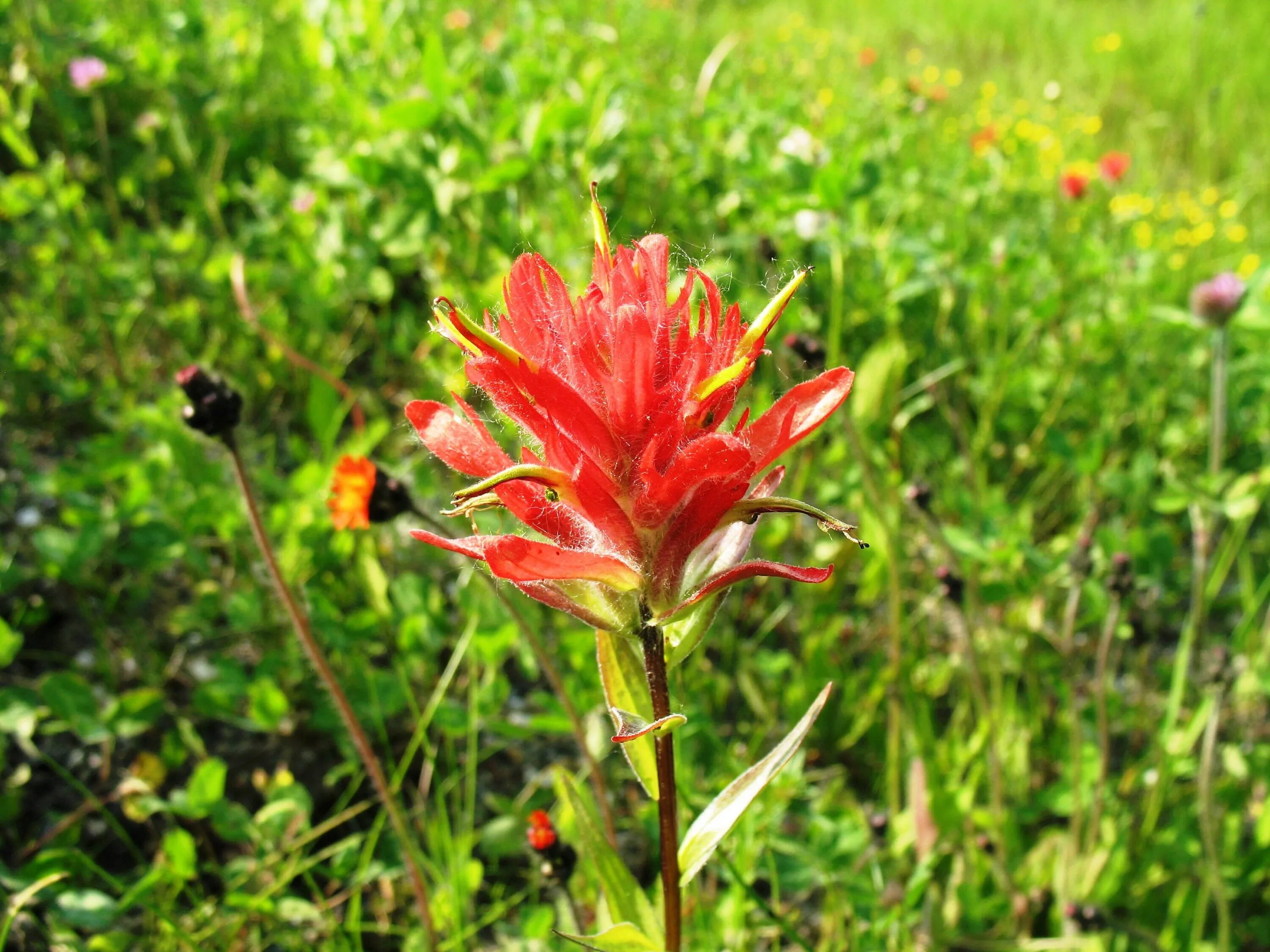 Дикие цветы отзывы. Кастиллея цветок. лилейник indian paintbrush. дикие растения. дикие цветы.