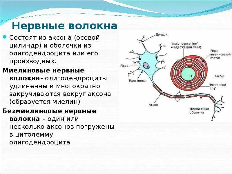 Функция миелиновой оболочки аксонов