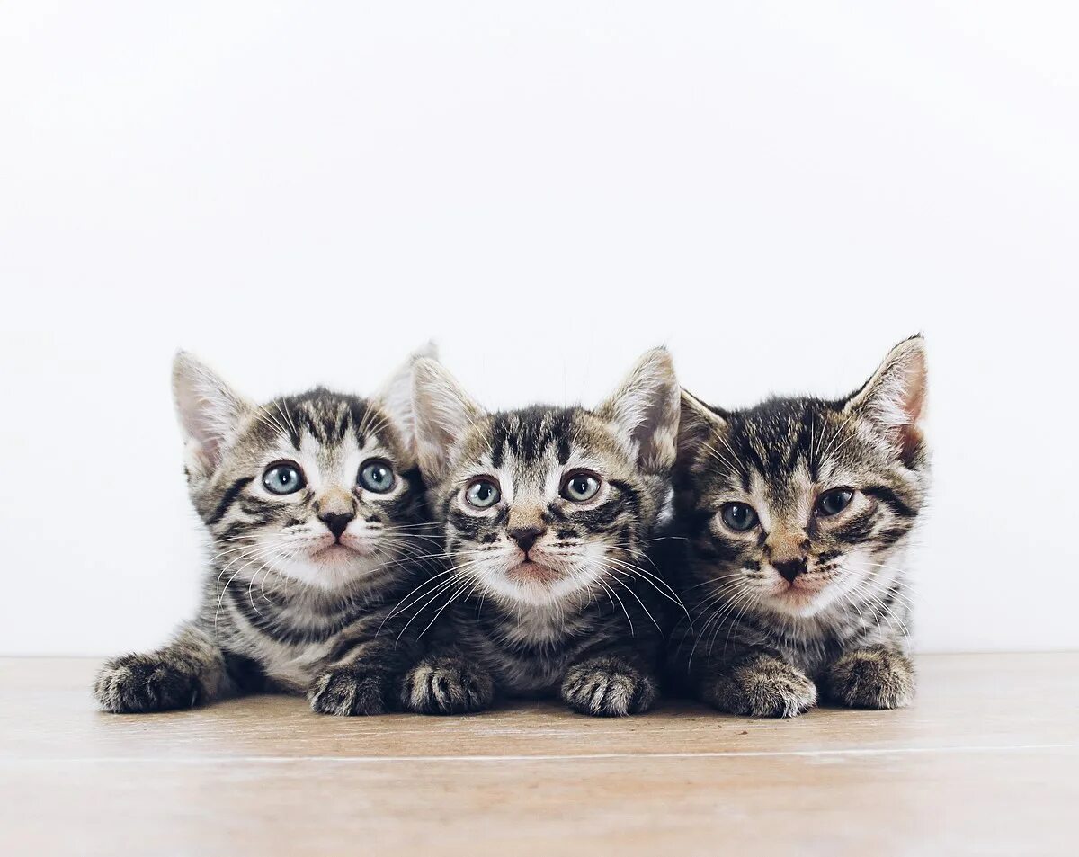 How many kittens the cat got