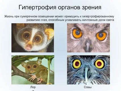Редукция органов зрения