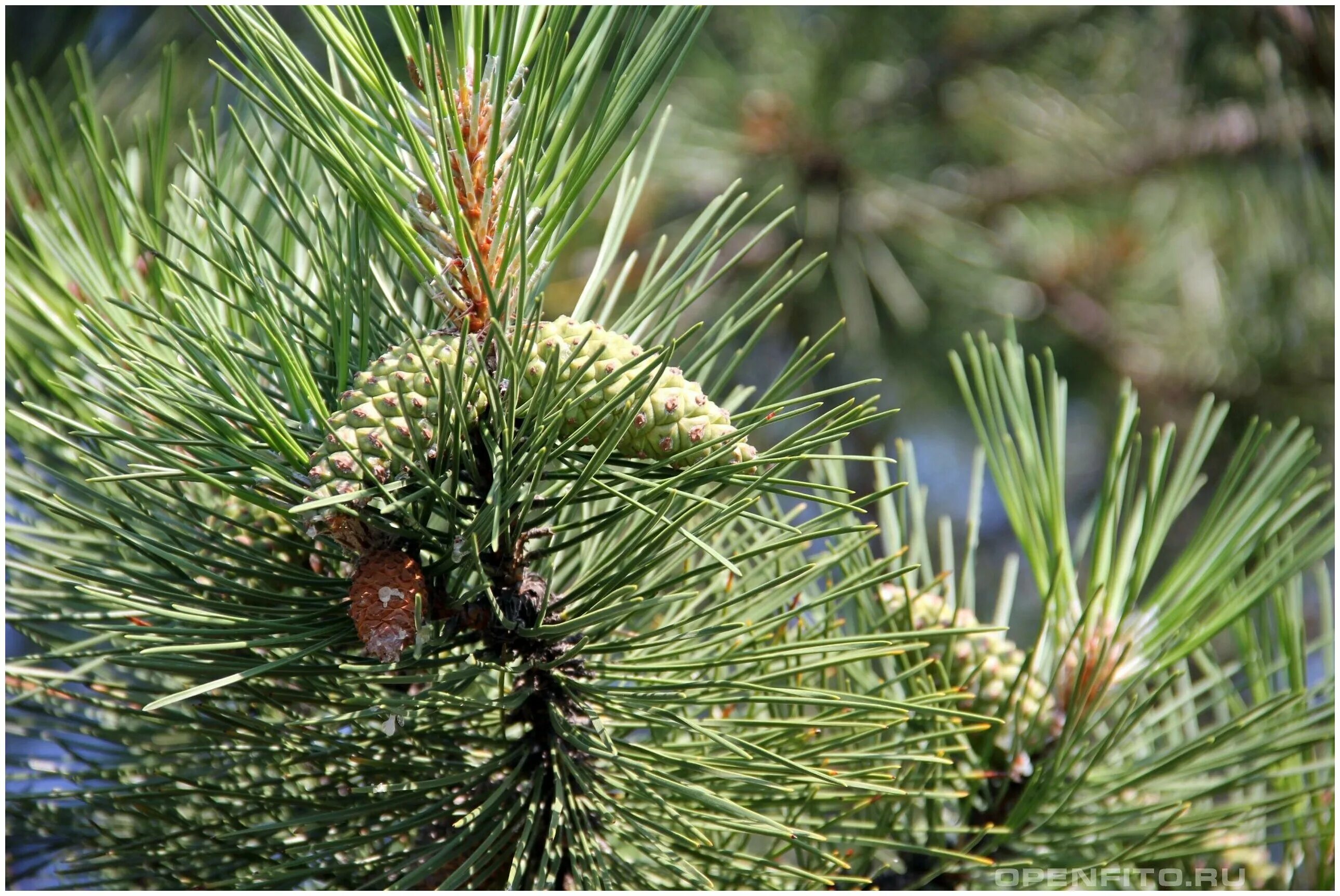 Семена крымской сосны. Сосна Палласа Крымская. Сосна Крымская (Pinus pallasiana d.don.). Сосна Крымская (Палласа) Pinus pallasiana. Сосна Палласа шишки.