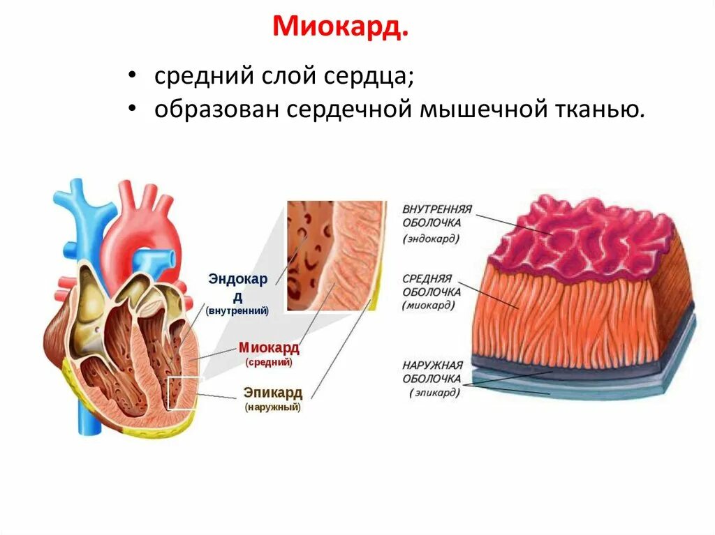 Строение сердца миокард эндокард перикард. Строение слоев миокарда. Стенки сердца эндокард миокард эпикард. Миокард эндокард перикард ткани. Сердце образовано клетками