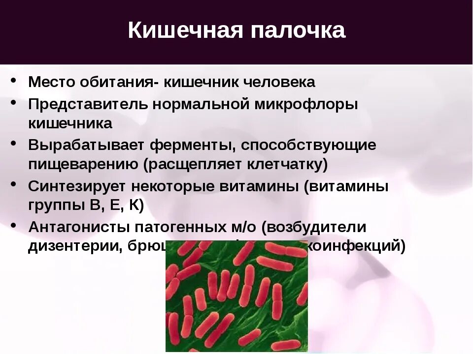 Где нашли кишечную палочку