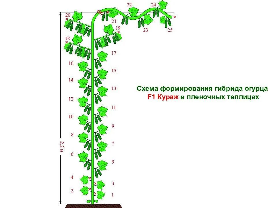 Огурцы выращивание и уход в теплице. Схема формирования огурца Кураж. Формировка огурцов f1. Огурцы Кураж f1 формирование. Как формировать огурцы Кураж в теплице пошаговое фото.