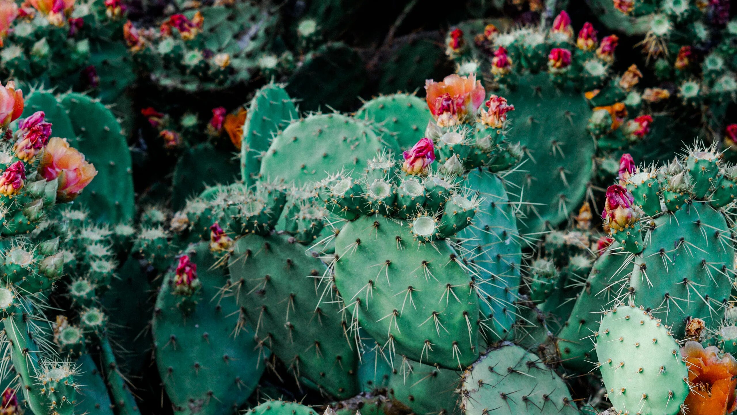Cactus dg. Кактус опунция суккулент. Опунция колючки. Опунция цветет. Кактус.