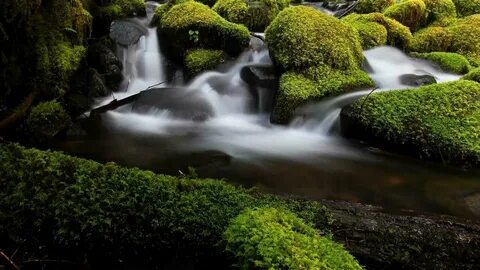 Rivers plants