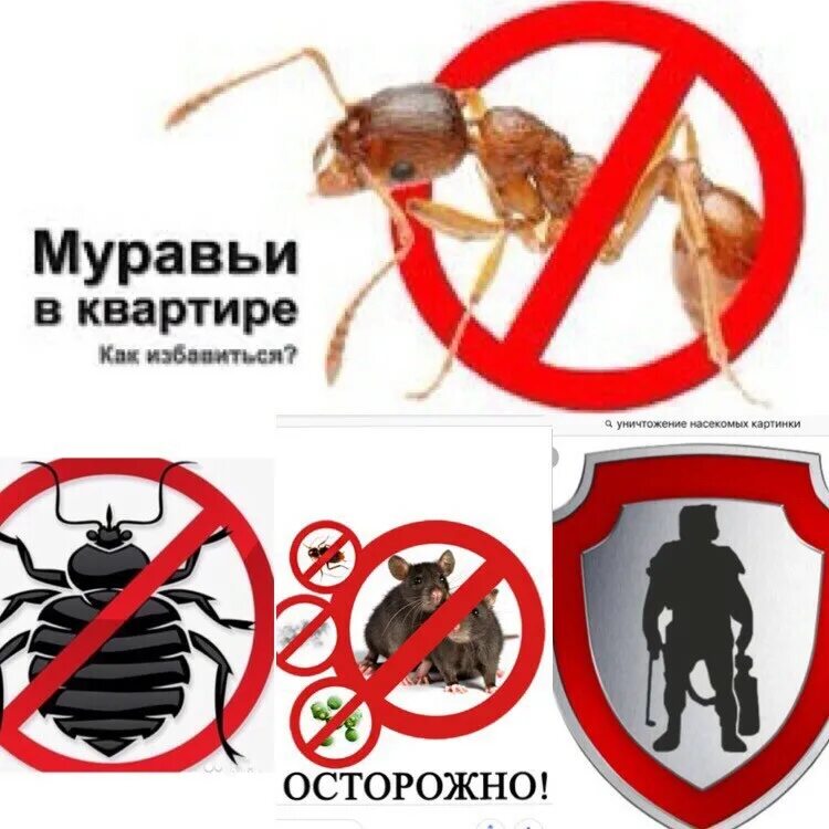 Тараканы вызов на дом