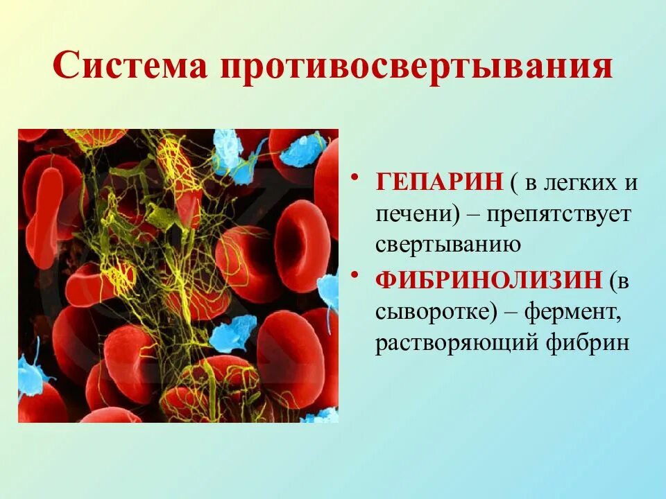 Фермент тромбоцитов. Свертывающая и противосвертывающая системы крови. Внутренняя среда организма свертывание крови. Свертывающая система крови. Противосвёртывающей систем крови.