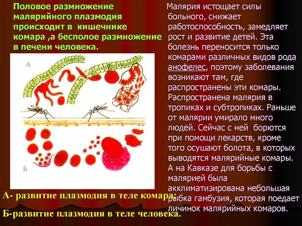 Как происходит заражение человека малярийным плазмодием. Способ размножения малярийного плазмодия. Половое размножение малярийного плазмодия. Размножение малярийного плазмодия. Цикл малярийного плазмодия.