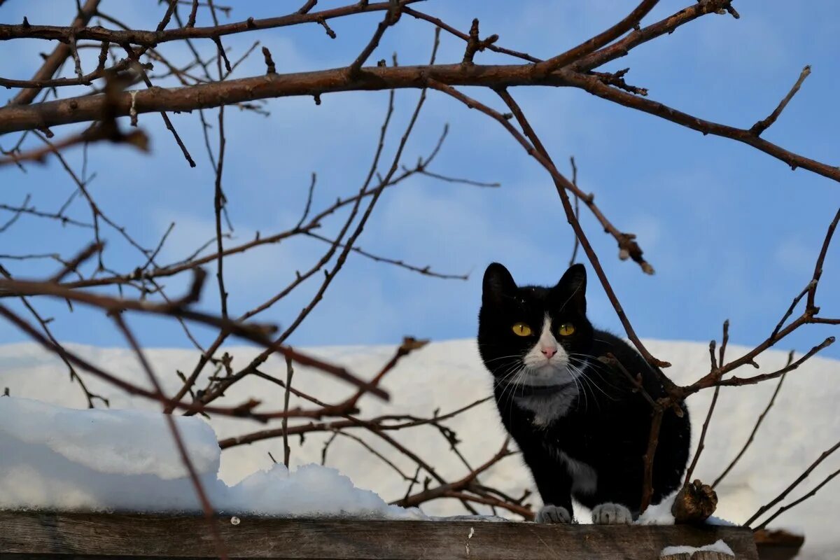 Мартовский кот новокузнецк. Мартовский кот. Кот в проталинах. Мартовский но не кот 4. Весна коты.