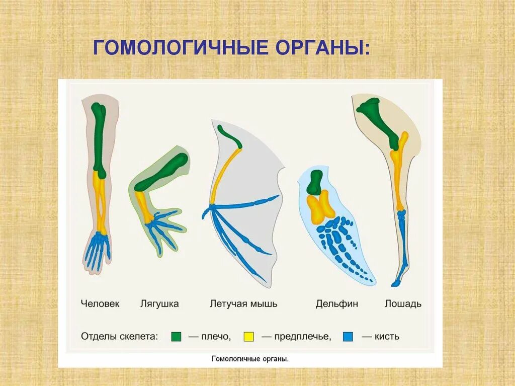 Гомологичные органы крыло птицы и ласты кита. Гомологичные органы. Гомологичные органы это биология. Гомологичные органы примеры. Гомологичные органы у животных.