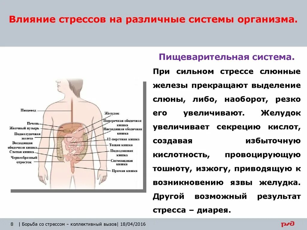 Стресс процессы в организме. Влияние на пищеварительную систему. Влияние стресса на системы организма. Влияние стресса на органы.