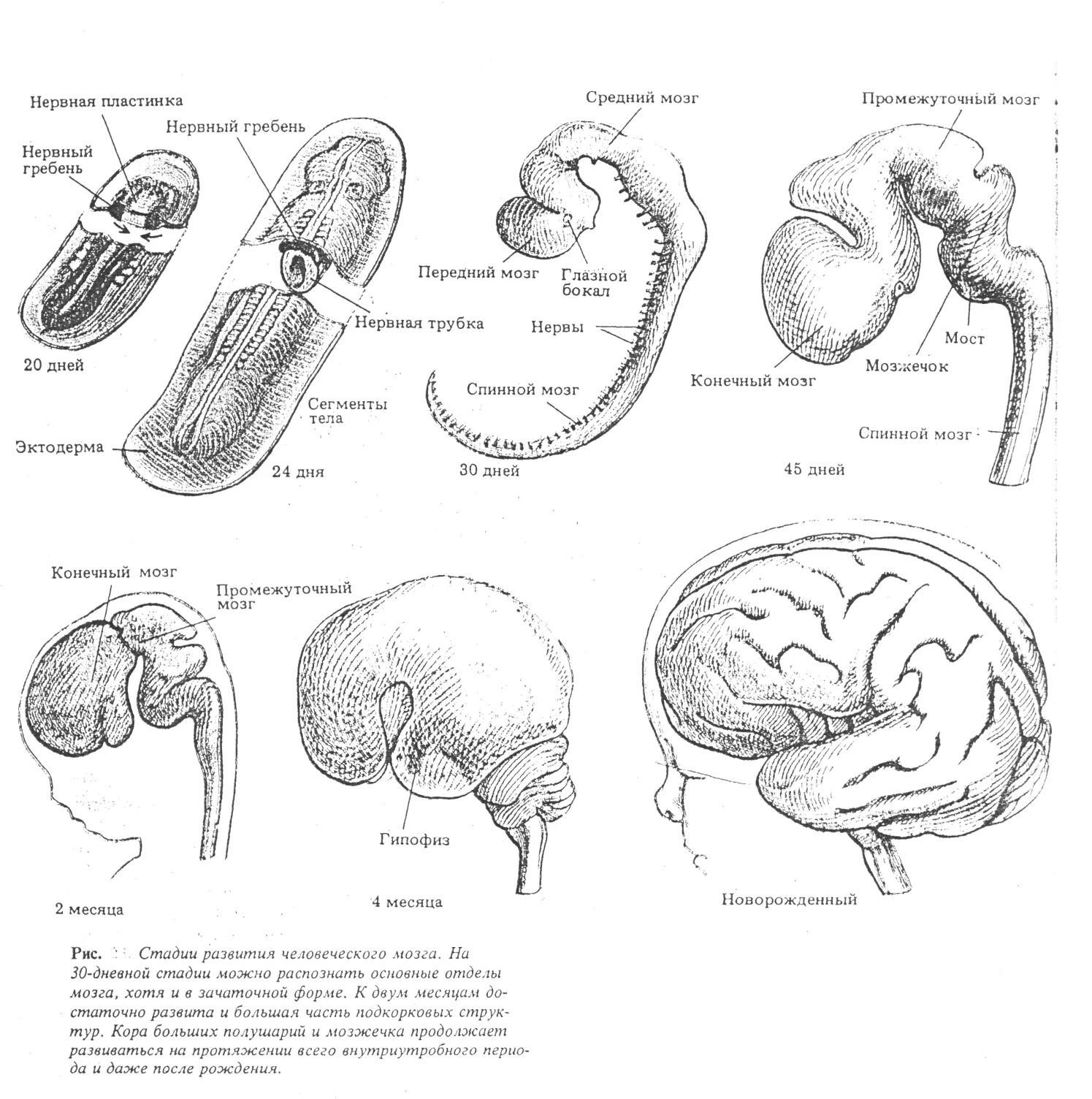 Схему развития головного мозга человека. Стадии развития головного мозга человека анатомия. Схема развития головного мозга фронтальный разрез. Схема развития головного мозга в онтогенезе.