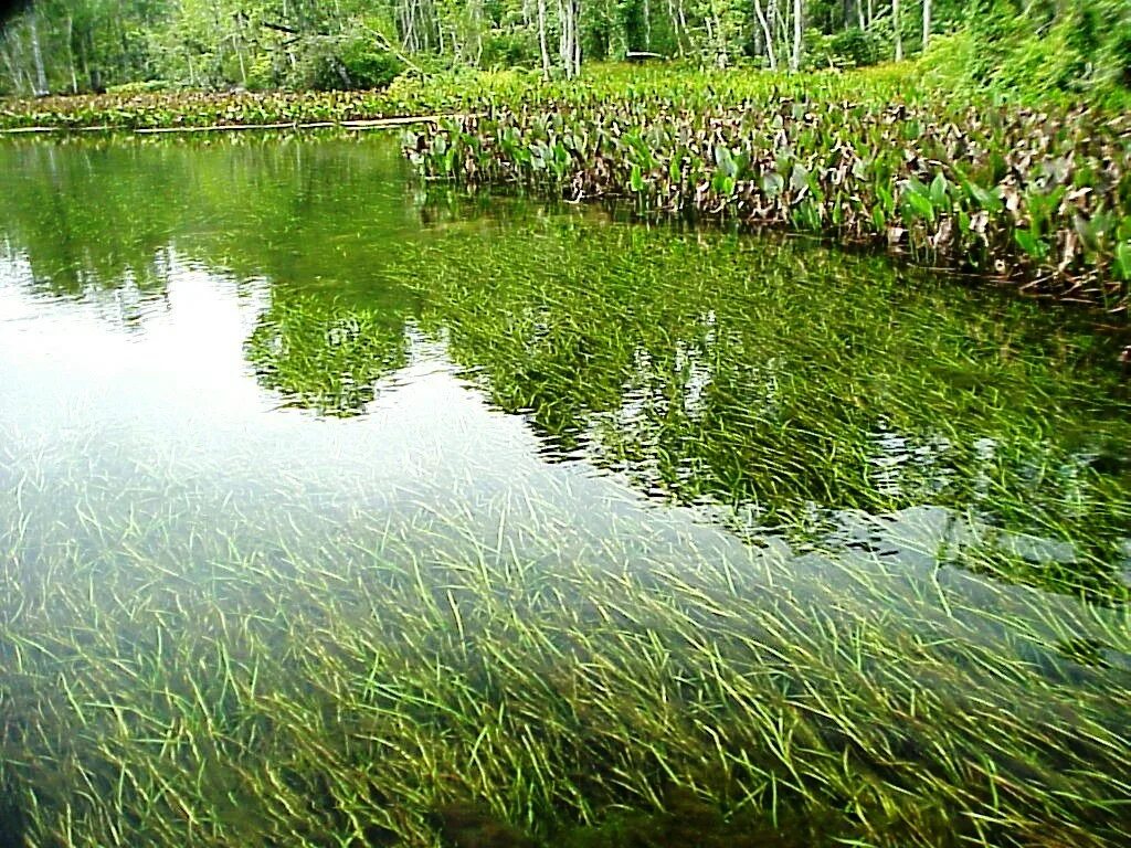 Почему водоросли растут в воде. Водоросли гидрофиты. Водоросли в пруду. Водоросли в пресной воде. Высшая водная растительность.