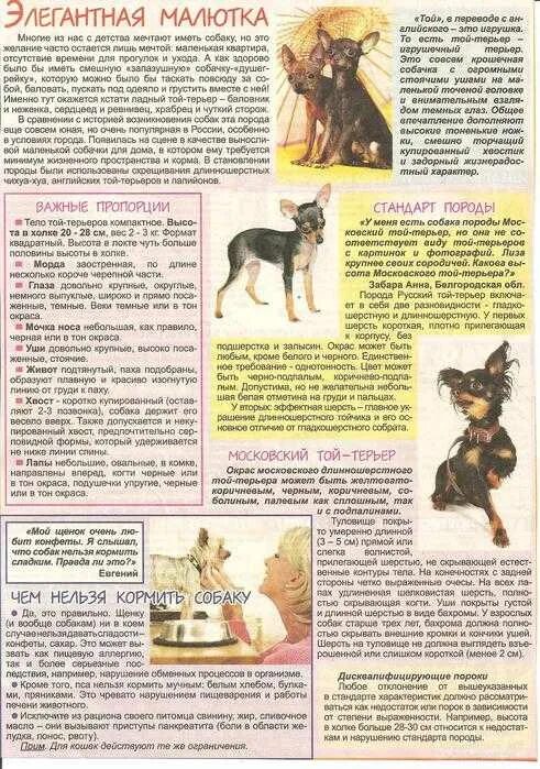 Какой кормить той терьера. Сколько раз кормить щенка той терьера. питание той терьера. русский той-терьер питание. собака той-терьер чем можно кормить.