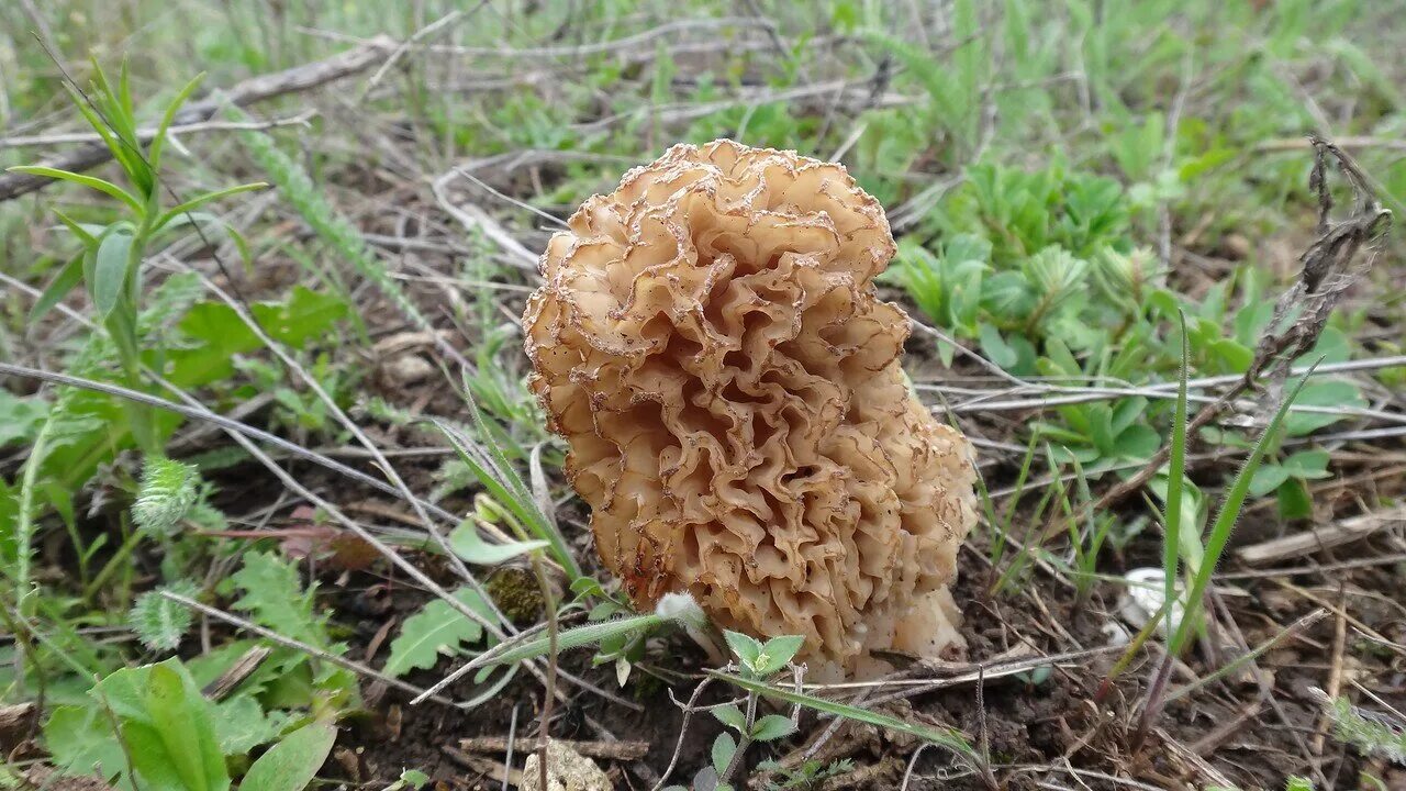 Весенний гриб похожий на сморчок. Сморчок Степной. Степной сморчок в Ростовской области. Гарашки грибы степные. Грибы гарашки фото.