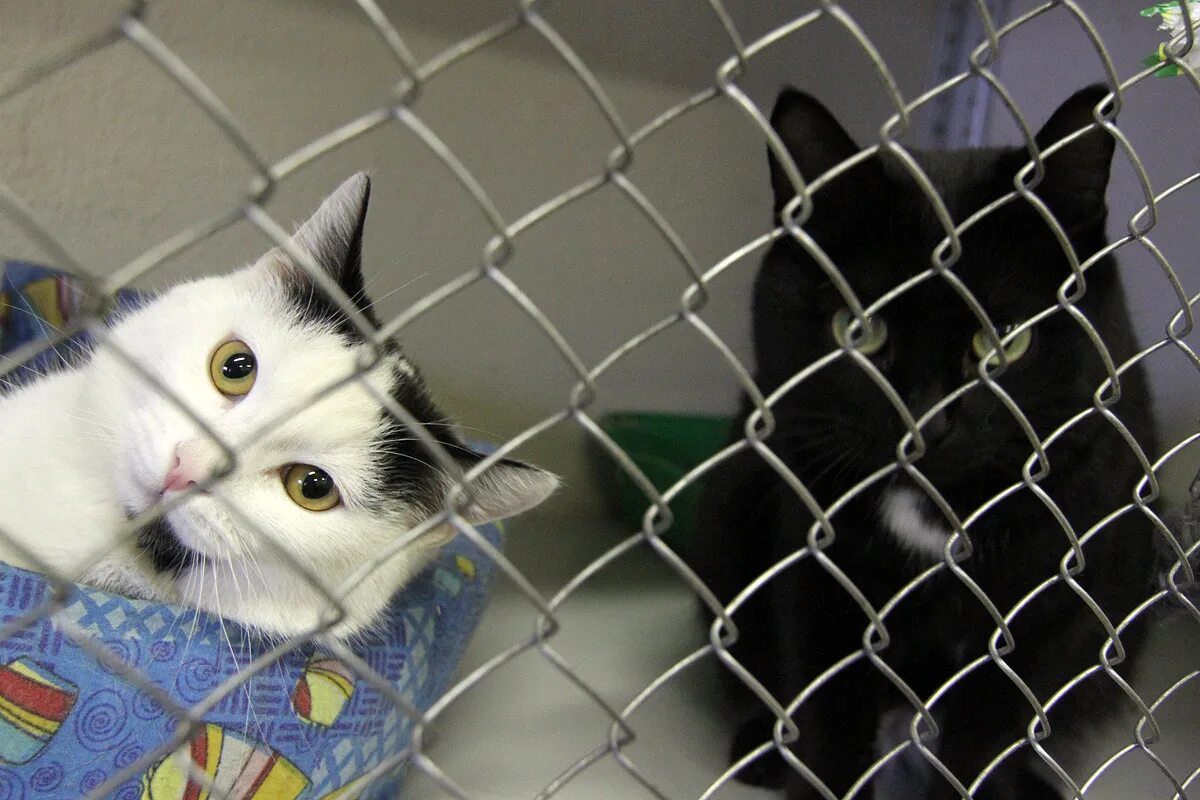 Зоопарк во владимире. Куда отправляют животных. Куда отправляют животных. Газовые камеры в приютах для животных. Куда отправляют животных.