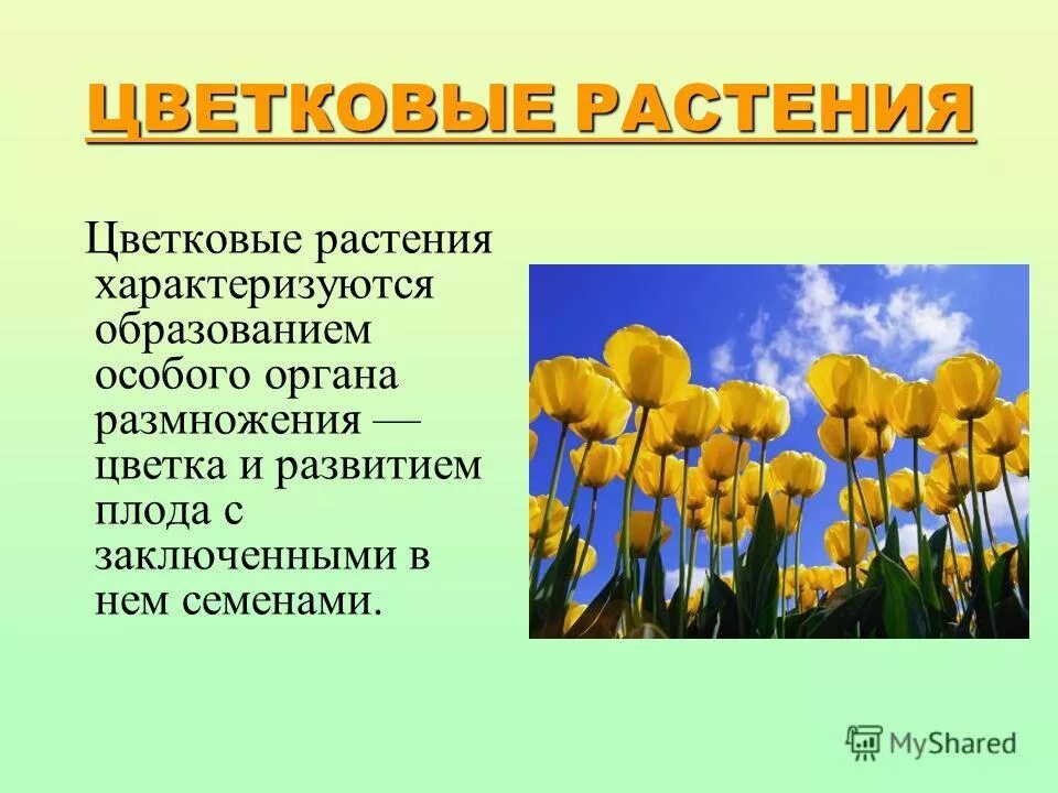 Все цветковые растения объединяют в два класса. Цветковые растения презентация. презентация на тему цветы. определение цветковых растений. презентация на тему цветковые растения.