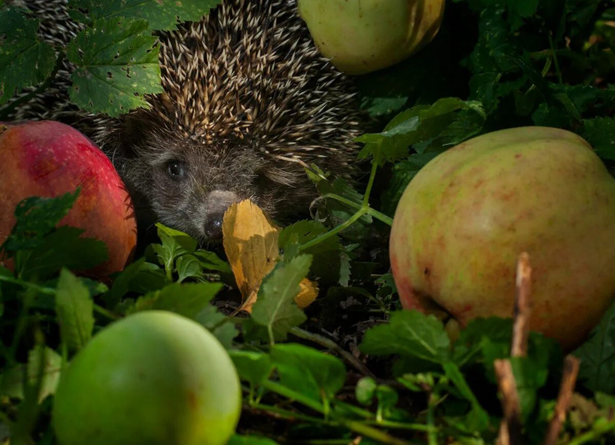 Ежик кушает. Ежик с яблоком. Есть ли яблоки еж. Ежик с ягодами. Ёж подмосковный.