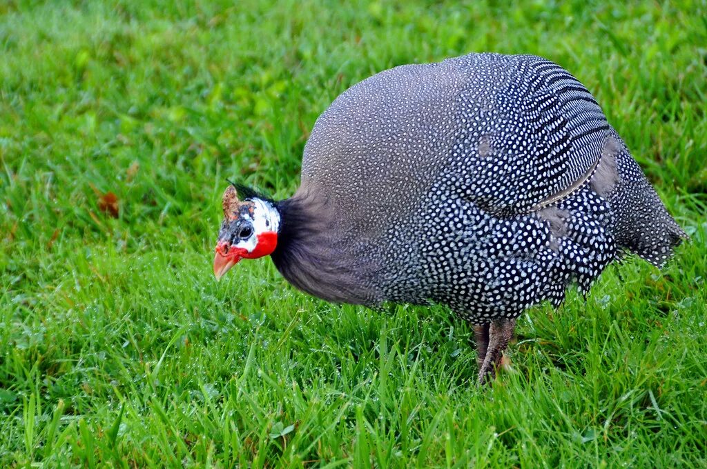 Несушка из южной америки 5 букв сканворд. Несушка из южной америки 5 букв сканворд. Несушка из южной америки 5 букв сканворд. Несушка из южной америки 5 букв сканворд. Несушка из южной америки 5 букв сканворд.