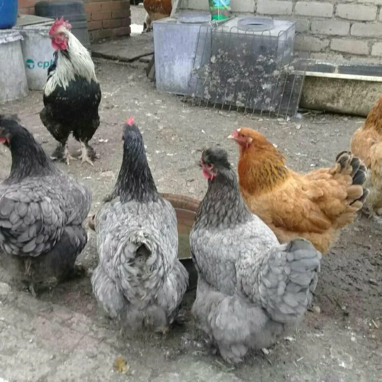 Самые красивые девушки стерлитамака. Волкова арина цпх стерлитамак. Курицы стерлитамака. Девушки из стерлитамака. Кролик тушеный с грибами в сметане.