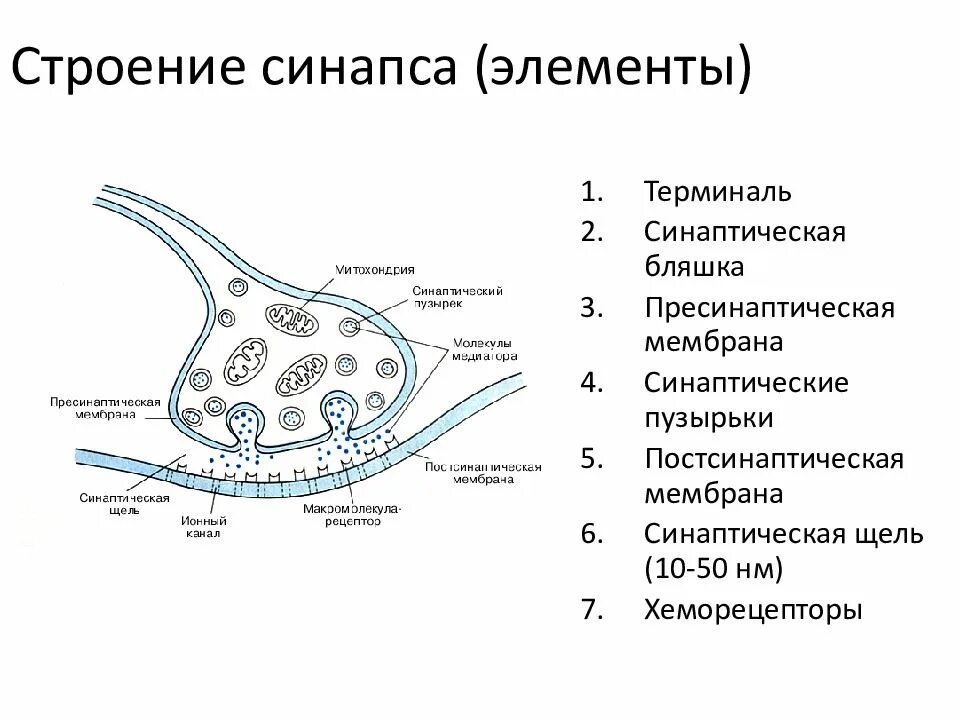 Синаптические пузырьки. Синапс пресинаптическая мембрана. Строение синапса биохимия. Схема строения синапса. Строение синапса физиология.