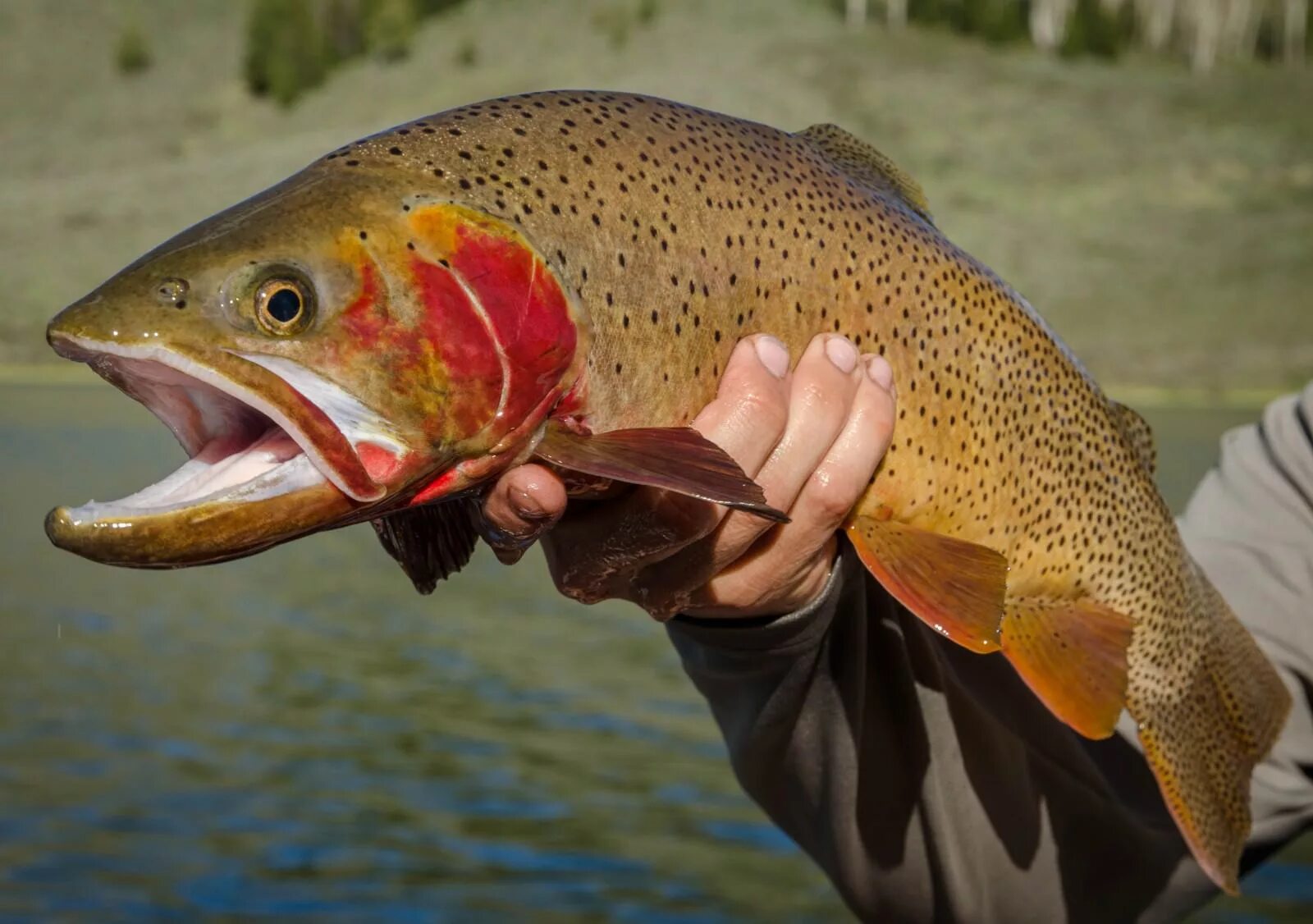 Песчаная форель. Yellowstone Cutthroat Trout. Форель. Рыба форель. Алтайская форель.